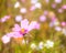 Flowering summer meadow