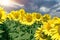 Flowering sunflower and beautiful, dramatic cloudy sky