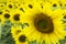 Flowering sunflower on field