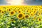 Flowering sunflower in meadow, beautiful landscape at sunset  - agricultural field