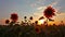 Flowering sunflowers