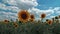 Flowering sunflowers on a background sunset