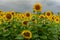 Flowering sunflowers field closeup at rainy summer day