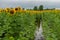 Flowering sunflowers field that standing in the pool at rainy summer day