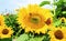 Flowering sunflowers with insects and a butterfly