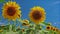 Flowering sunflowers and sky