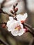 Flowering sweet almond tree