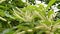 Flowering Sweet Chestnut tree with catkins. Inflorescence or flowers of Castanea sativa