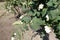 Flowering Symphoricarpos albus bush in summer