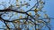 Flowering Tabebuia aurea.