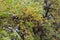 Flowering Tamarind Tree with Fruits and Old Man`s Beard