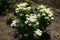 Flowering Tanacetum parthenium bush in June
