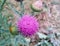 Flowering tatarnik prickly. prickly plant Onopordum