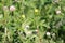 Flowering ternate-leaved cinquefoil Potentilla norvegica plant in meadow