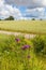 Flowering thistle