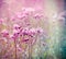 Flowering thistle burdock in meadow