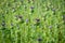 Flowering thistle in the field