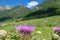 Flowering thistle flower corolla in the Caucasus mountains