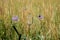 Flowering thistles with butterflies IV