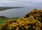 Flowering Thorny Gorse Bushes Along the Sea Cliffs in England