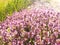 Flowering thyme in the field in large quantities