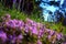 Flowering Thyme in July. Landscape. lat. Thymus