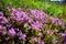 Flowering Thyme in July. Landscape. lat. Thymus