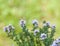 Flowering thyme plant with green background