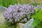 Flowering Thymus serpyllum - spicy-aromatic herb growing in a backyard garden.