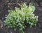 Flowering thymus vulgaris, common thyme, German thyme, garden thyme or just thyme