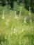 Flowering Timothy grass