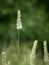 Flowering Timothy grass