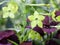 Flowering tobacco blooming