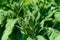 flowering tobacco ,Green common tobacco on strong stems. Is herbal insect repellent. Harmful to the health of people.