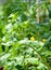 Flowering tomato