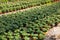 Flowering tomato seedlings in pots