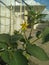 flowering of a tomato, tomato bush with a thick stem, with a bunch of yellow flowers and buds