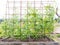 Flowering tomato vines growing on trellis