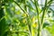 Flowering tomatoes with yellow flowers