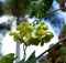 Flowering Tonkin Jasmine