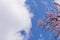 Flowering tree on a background of blue clear sky. View from below. Beautiful pink flowers in the corner of the composition. Sunny