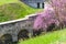 Flowering tree and bastion walls in urban park