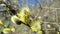 Flowering tree branch on a clear spring day. The breeze sways the wind and the yellow willow