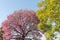 Flowering tree of Brazilian pink ipe Handroanthus heptaphyllus and in the background the blue sky