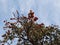 Flowering tree of Butea monosperma.