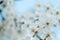 Flowering tree. Close-up of flowers on the branches, spring background. Shallow depth of field. Soft picture