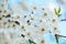 Flowering tree. Close-up of flowers on the branches, spring background. Shallow depth of field. Soft picture