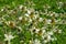 The flowering tree Eryngium giganteum