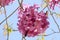 Flowering tree of Handroanthus impetiginosus lat.Tabebuia impetiginosa