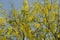 Flowering tree- Indian laburnum-Cassia fistula